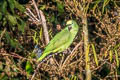 Yellow-fronted Parrot Poicephalus flavifrons