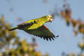 Yellow-fronted Parrot Poicephalus flavifrons