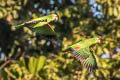 Yellow-fronted Parrot Poicephalus flavifrons