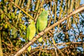 Yellow-fronted Parrot Poicephalus flavifrons