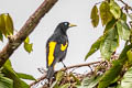 Yellow-rumped Cacique Cacicus cela cela