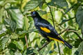 Yellow-rumped Cacique Cacicus cela cela