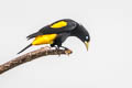 Yellow-rumped Cacique Cacicus cela cela