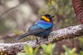 Yellow-scarfed Tanager Iridosornis reinhardti