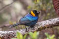 Yellow-scarfed Tanager Iridosornis reinhardti