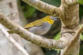 Yellow-throated Chlorospingus Chlorospingus flavigularis flavigularis