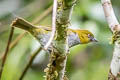 Yellow-throated Chlorospingus Chlorospingus flavigularis flavigularis