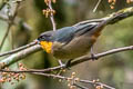 Yellow-throated Tanager Iridosornis analis