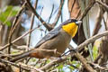 Yellow-throated Tanager Iridosornis analis