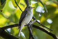 Asian Brown Flycatcher Muscicapa dauurica dauurica