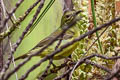 Brown-throated Sunbird Anthreptes malacensis malacensis