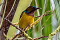 Brown-throated Sunbird Anthreptes malacensis malacensis