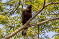 Changeable Hawk-Eagle Nisaetus cirrhatus limnaeetus