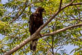 Changeable Hawk-Eagle Nisaetus cirrhatus limnaeetus