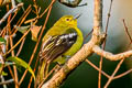 Common Iora Aegithina tiphia horizoptera