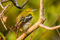 Common Iora Aegithina tiphia horizoptera