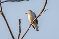 Daurian Starling Agropsar sturninus