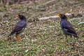 Javan Myna Acridotheres javanicus