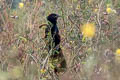 Lesser Coucal Centropus bengalensis javanensis