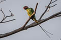 Long-tailed Parakeet Psittacula longicauda longicauda