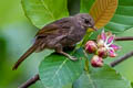 Olive-winged Bulbul Pycnonotus plumosus plumosus