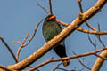 Oriental Dollarbird Eurystomus orientalis orientalis