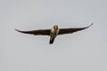 Peregrine Falcon Falco peregrinus