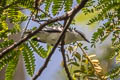 Pied Triller Lalage nigra striga