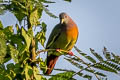 Pink-necked Green Pigeon Treron vernans