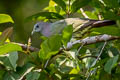 Pink-necked Green Pigeon Treron vernans