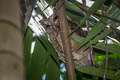 Sunda Scops Owl Otus lempiji cnephaeus