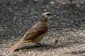 Yellow-vented Bulbul Pycnonotus goiavier analis