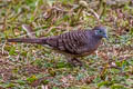 Zebra Dove Geopelia striata