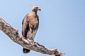 Grey-headed Fish Eagle Icthyophaga ichthyaetus