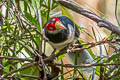 Red-faced Malkoha Phaenicophaeus pyrrhocephalus