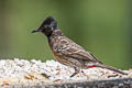 Red-vented Bulbul Pycnonotus cafer