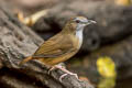 Abbott's Babbler Malacocincla abbotti abbotti