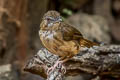 Abbott's Babbler Malacocincla abbotti abbotti