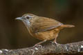 Abbott's Babbler Malacocincla abbotti abbotti