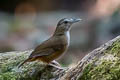 Abbott's Babbler Malacocincla abbotti williamsoni