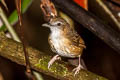 Abbott's Babbler Malacocincla abbotti obscurior