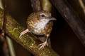 Abbott's Babbler Malacocincla abbotti obscurior