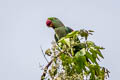 Alexandrine Parakeet Psittacula eupatria siamensis