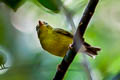 Alström's Warbler Phylloscopus soror