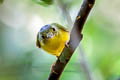 Alström's Warbler Phylloscopus soror