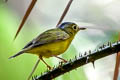 Alström's Warbler Phylloscopus soror