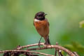 Amur Stonechat Saxicola stejnegeri (Stejneger's Stonechat)