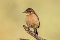 Amur Stonechat Saxicola stejnegeri (Stejneger's Stonechat)