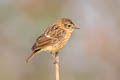 Amur Stonechat Saxicola stejnegeri (Stejneger's Stonechat)