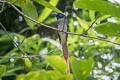 Amur Paradise Flycatcher Terpsiphone incei